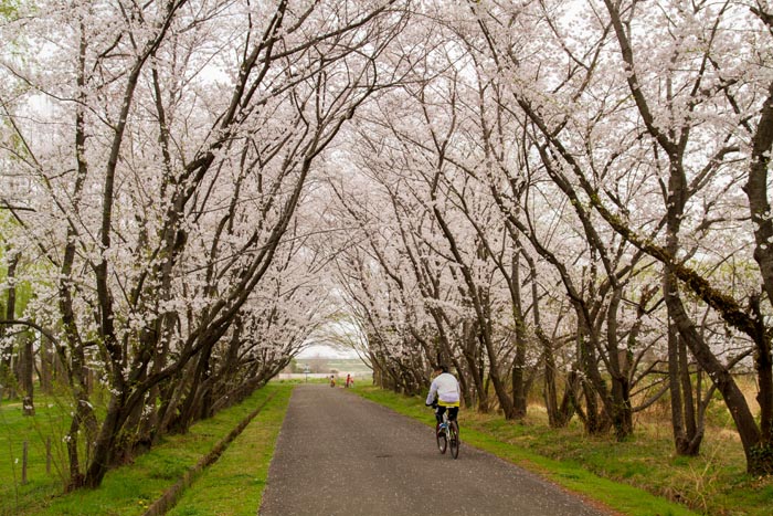 秋ヶ瀬公園 満開の桜