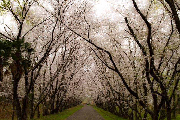 秋ヶ瀬公園　満開の桜