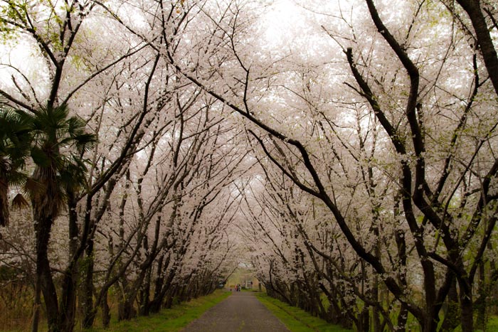 秋ヶ瀬公園 満開の桜