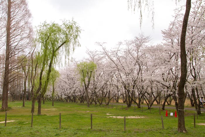 秋ヶ瀬公園 満開の桜