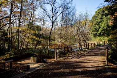 秋葉の森公園　自然保護ゾーンの遊歩道