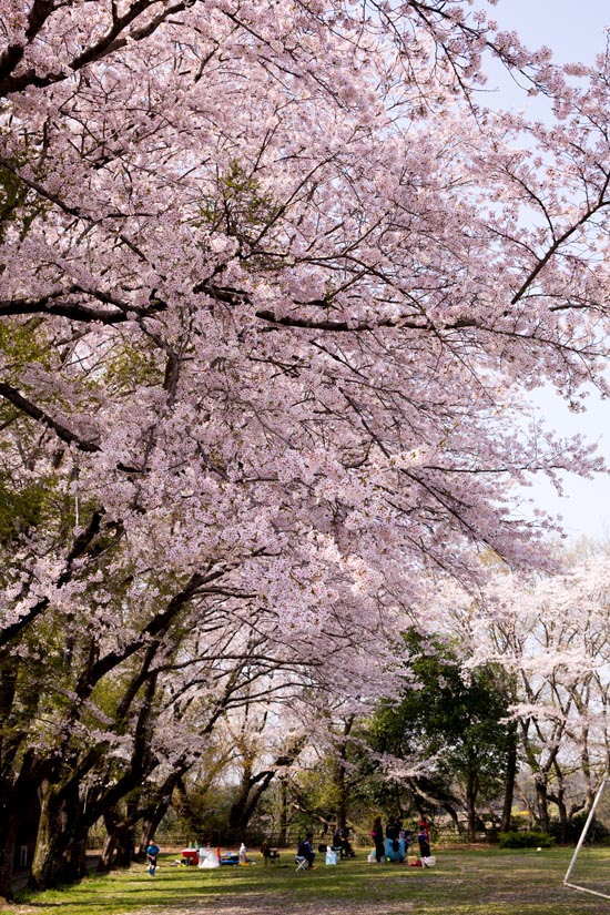 水海道あすなろの里　満開の桜