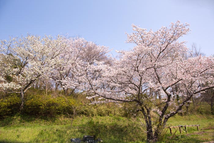 水海道あすなろの里　満開の桜