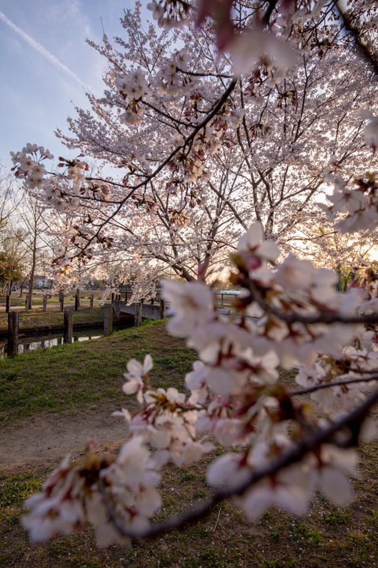 新しい村　満開の桜
