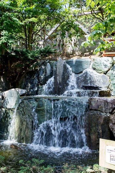 キャンベルタウン野鳥の森 大吉公園 埼玉県越谷市 公園へ行こう