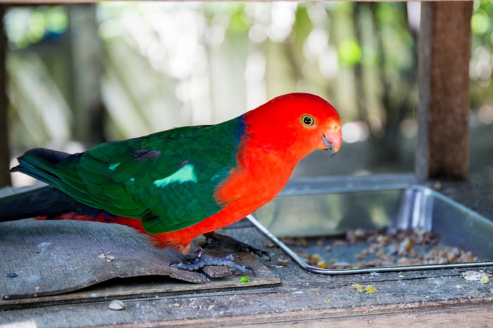 キャンベルタウン野鳥の森 大吉公園 の鳥たち 埼玉県越谷市 公園へ行こう