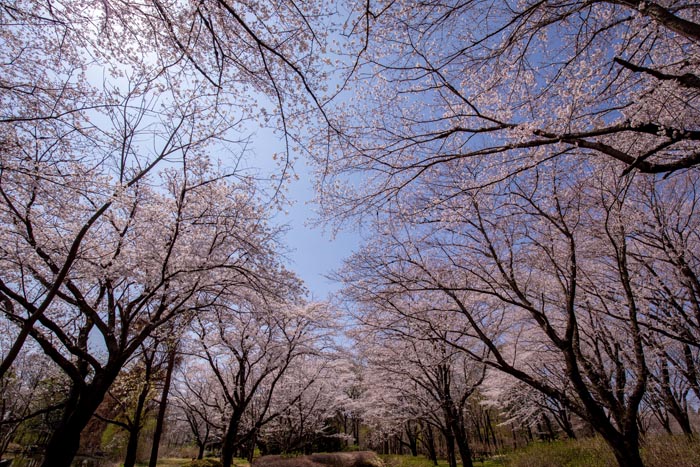 智光山公園 桜の園