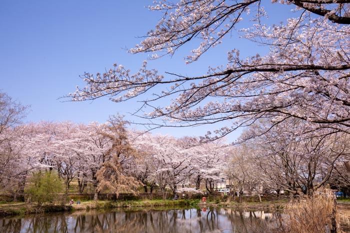 智光山公園 桜の園
