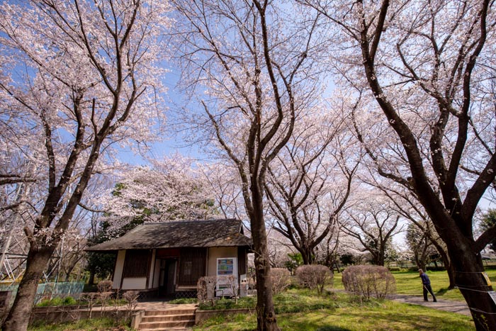 智光山公園 桜の園