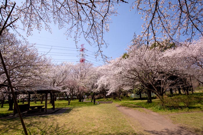智光山公園 桜の園