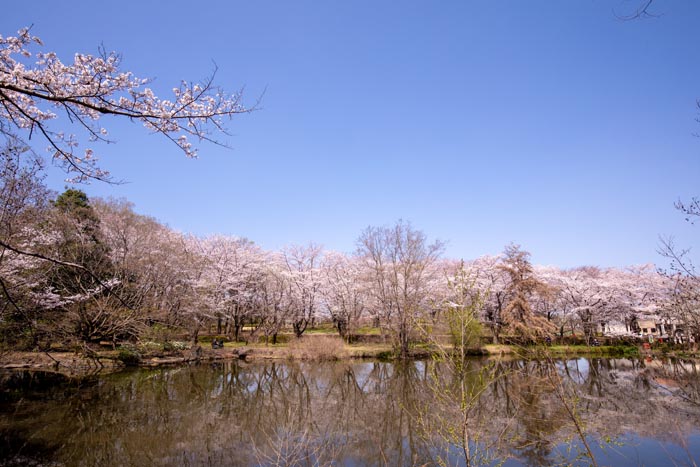 智光山公園 桜の園