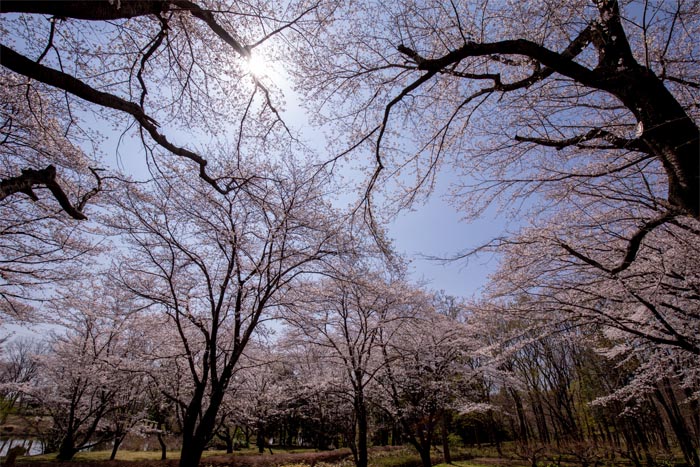 智光山公園　桜の園