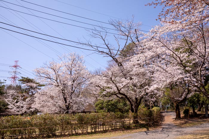 智光山公園　キャンプ場近くの桜