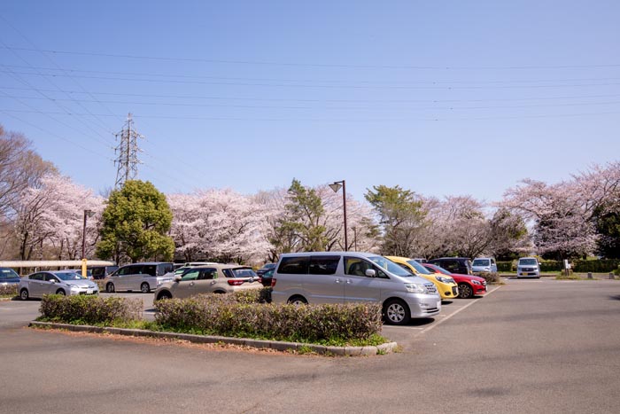 智光山公園 桜の園