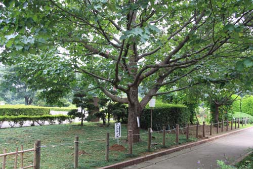 智光山公園　都市緑化植物園　ハンカチの木