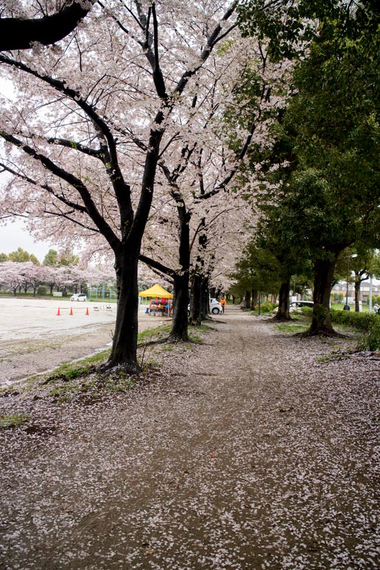 出羽公園　満開の桜(2017)