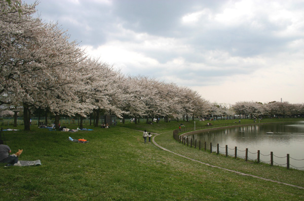 県民健康福祉村　2007年の桜