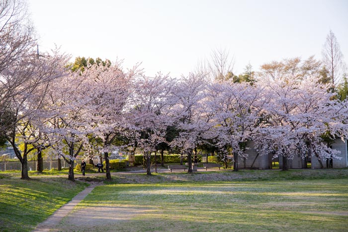 ふれあいの森公園　東北道側の入り口とステージあたりの桜
