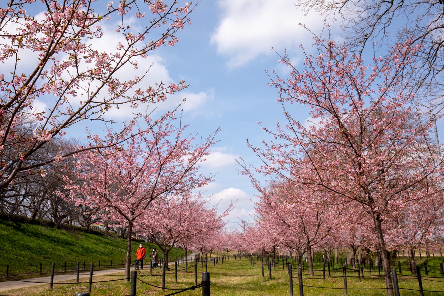 立体絵画の「権現堂公園の桜と菜の花」（3D painting) 絵画