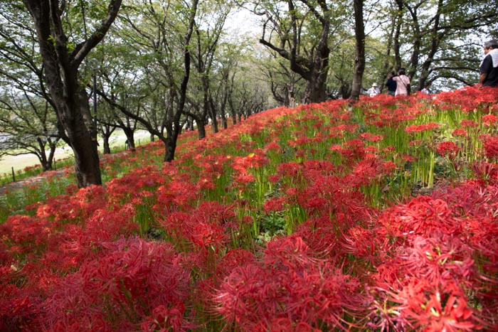 権現堂公園 曼珠沙華(彼岸花)