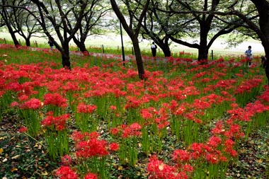 権現堂公園 曼珠沙華(彼岸花)