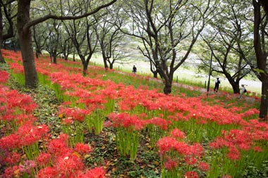 権現堂公園 曼珠沙華(彼岸花)
