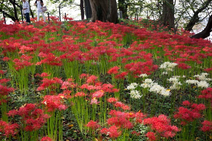 権現堂公園 曼珠沙華(彼岸花)