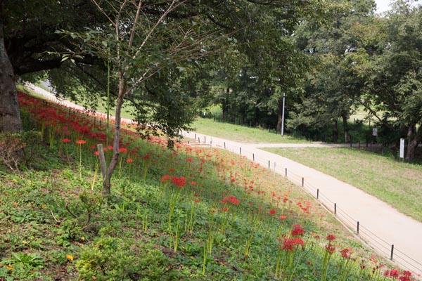 権現堂公園 曼珠沙華(彼岸花)