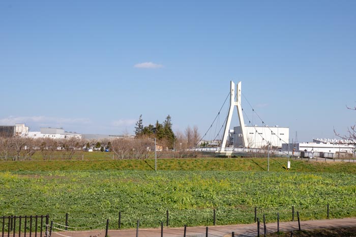 権現堂公園 3号公園と4号公園を結ぶ「外野橋」