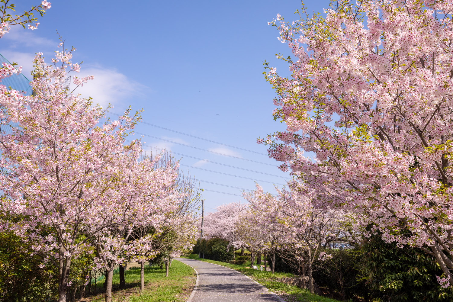 立体絵画の「権現堂公園の桜と菜の花」 8K 3D VR180 ] 桜と菜の花の絶景「権現堂桜堤」（埼玉県幸手市