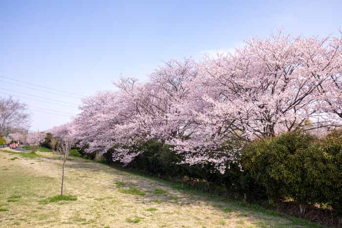 権現堂公園　1号公園　満開の桜
