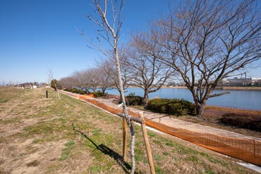 権現堂公園　2号公園　湖畔の桜並木と白妙の並木