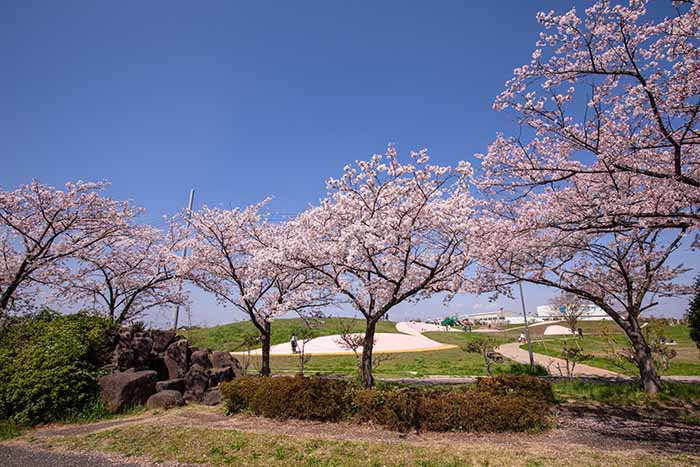 権現堂公園　2号公園　満開の桜　向こうに遊具