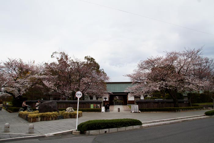 花田苑・こしがや能楽堂 52本の桜(満開)