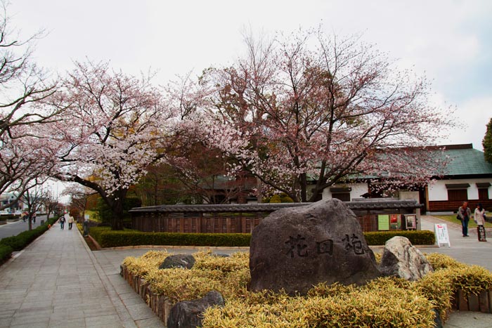 花田苑・こしがや能楽堂 52本の桜(満開)
