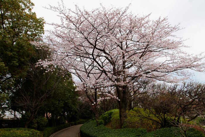 花田苑・こしがや能楽堂 52本の桜(満開)