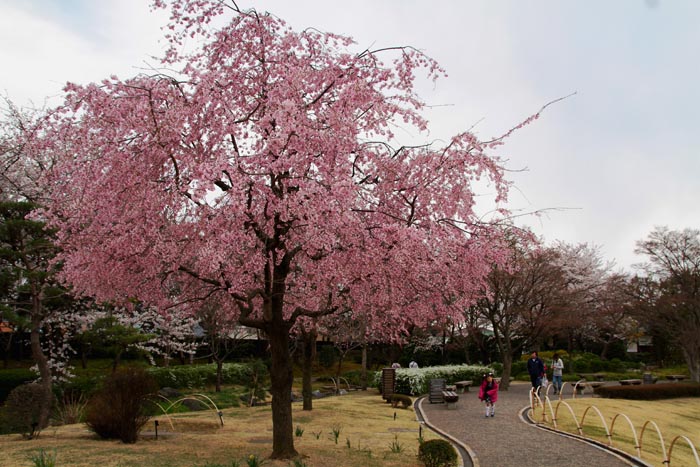 花田苑・こしがや能楽堂 52本の桜(満開)