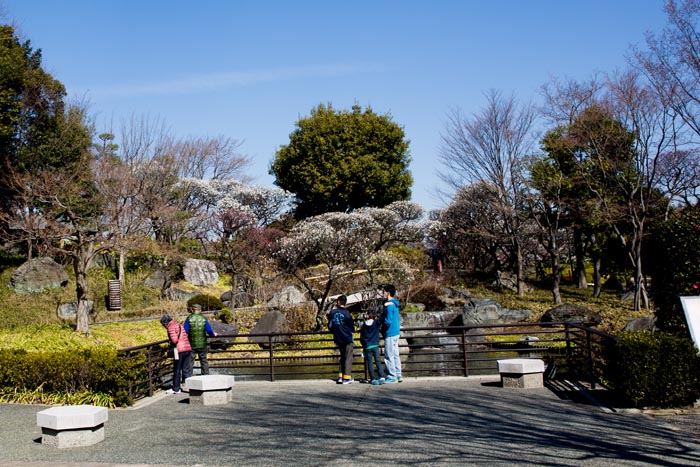 花田苑 花田第六公園 こしがや能楽堂 52本の梅 公園へ行こう