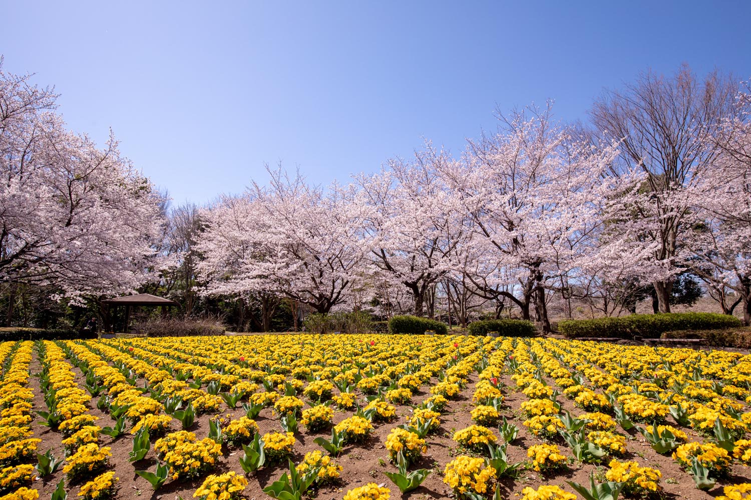 大宮 花 の 丘 農林 公 苑 開花 状況