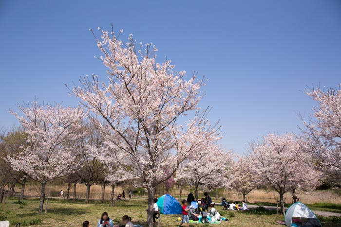 羽生水郷公園　満開の桜