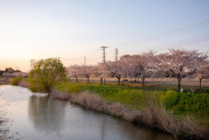 はらっパーク宮代　隼人堀川沿いに立つ27本の桜並木　満開
