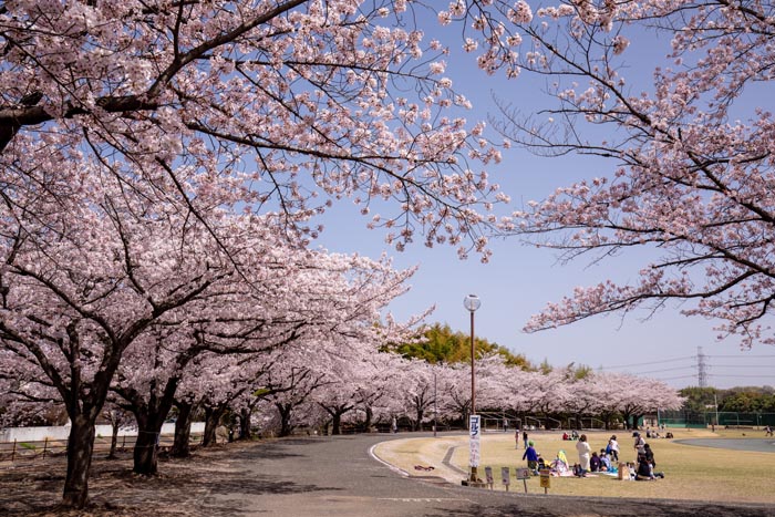日高総合公園　満開の桜並木