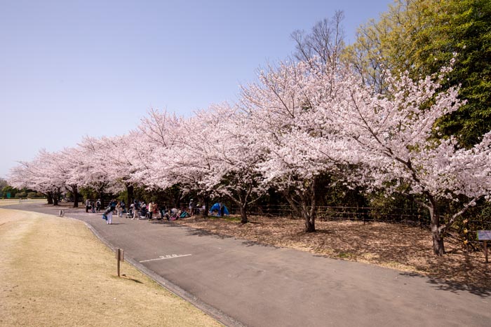 日高総合公園　満開の桜並木
