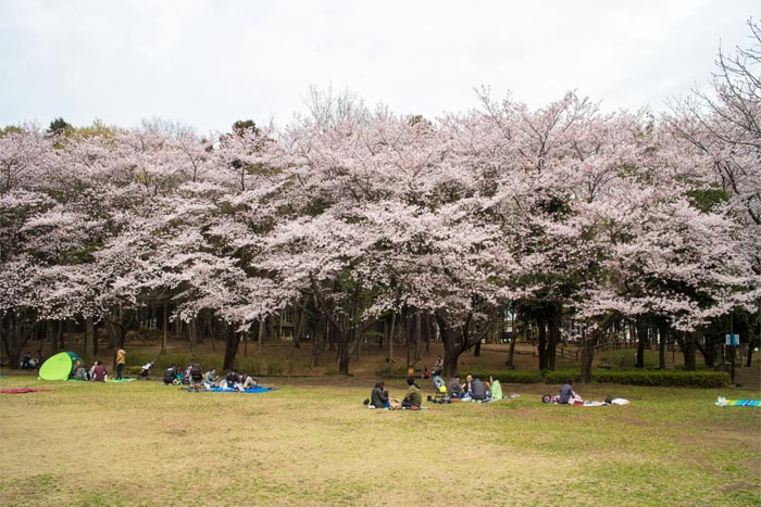 平塚公園 上尾市 満開の桜 公園へ行こう