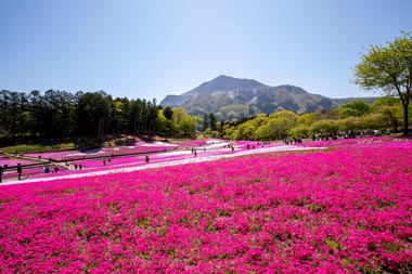 羊山公園　武甲山と芝桜
