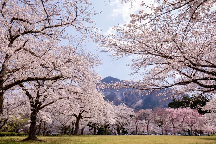 羊山公園 秩父市 満開の桜 公園へ行こう