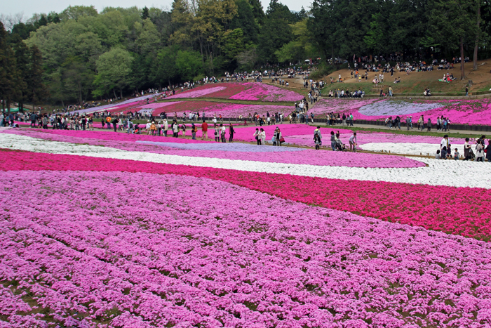 羊山公園 埼玉県秩父市 公園へ行こう