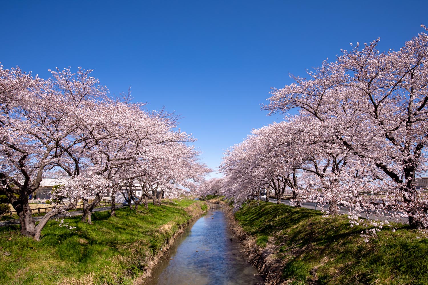 伊佐沼公園 川越市 満開の桜 公園へ行こう 伊佐沼公園 川越市 満開の桜 公園へ行こう