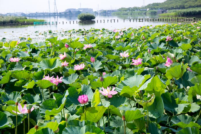 伊 佐沼 の 古代 蓮