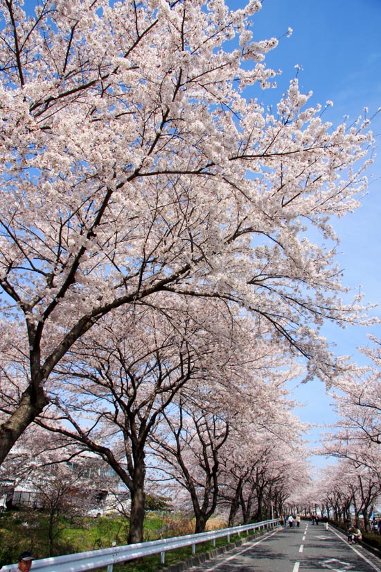 伊佐沼公園　満開の桜　2008年